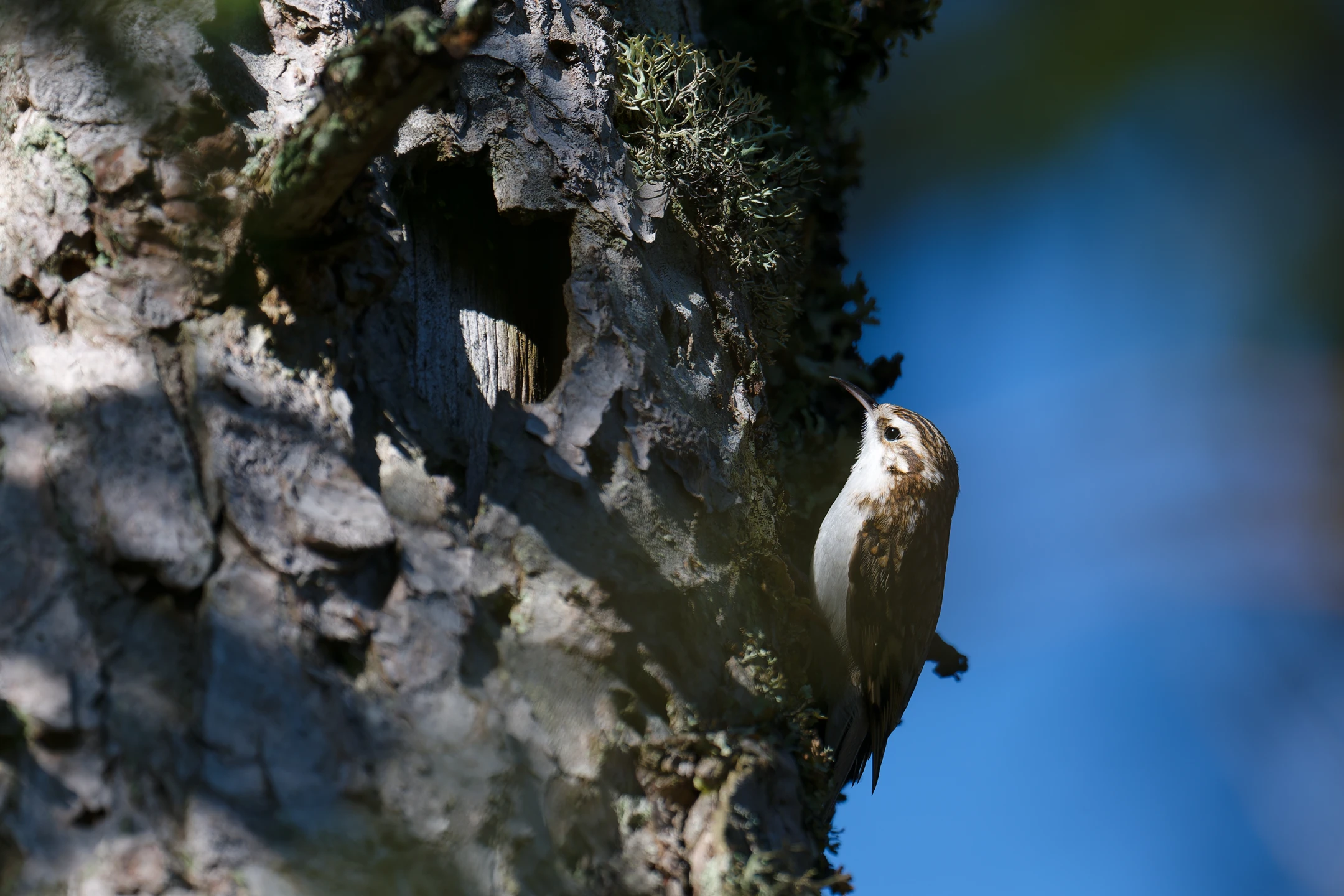 grimpereau des bois (certhia familiaris)