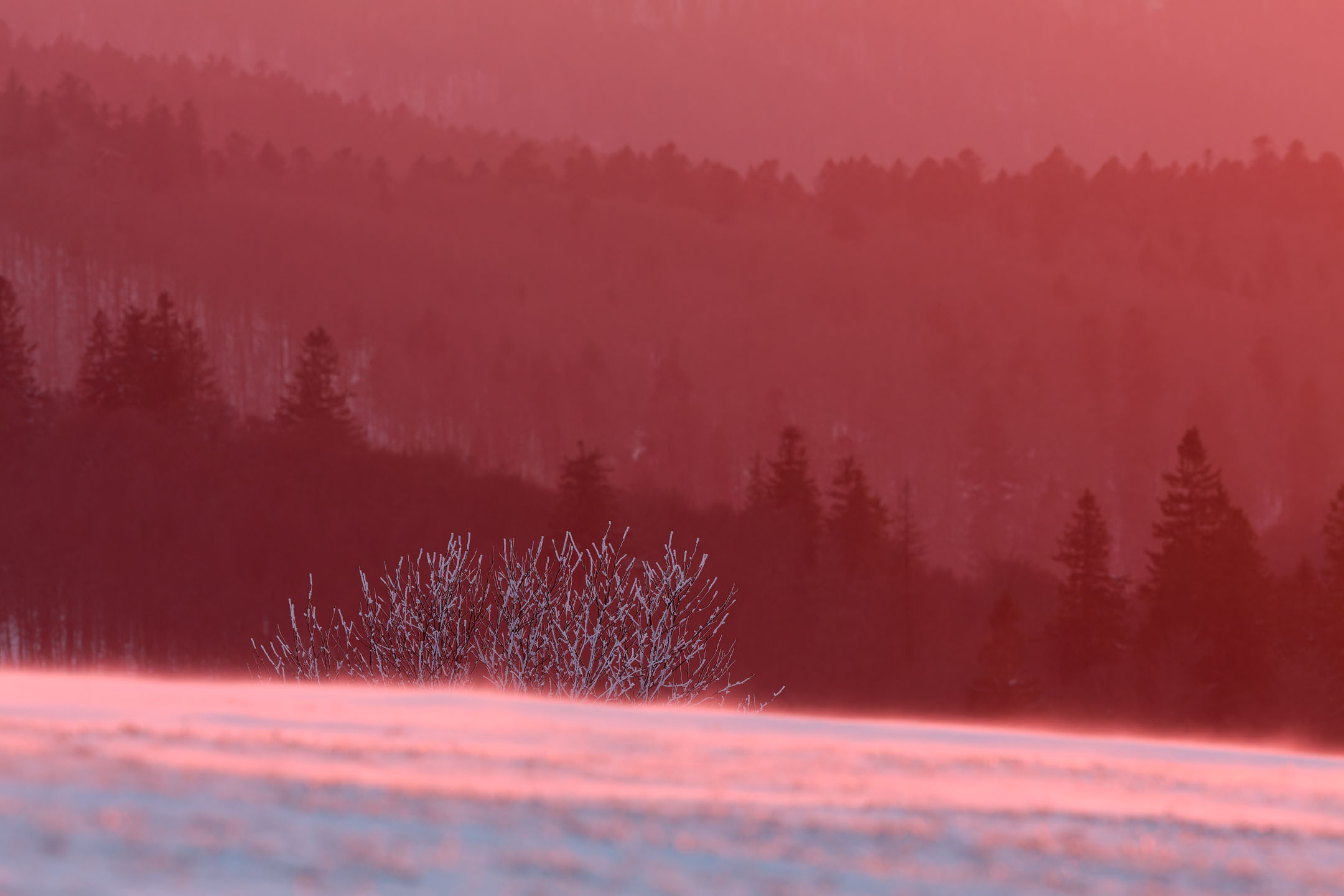 photo : Kastelberg au crépuscule hivernal, Vosges