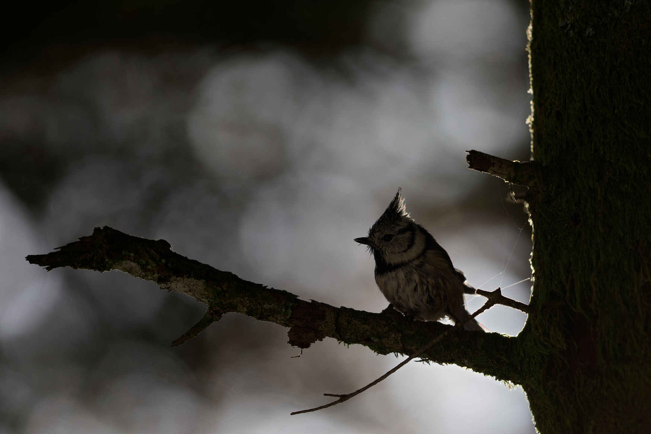 photo : mésange huppée (lophophanes cristatus)