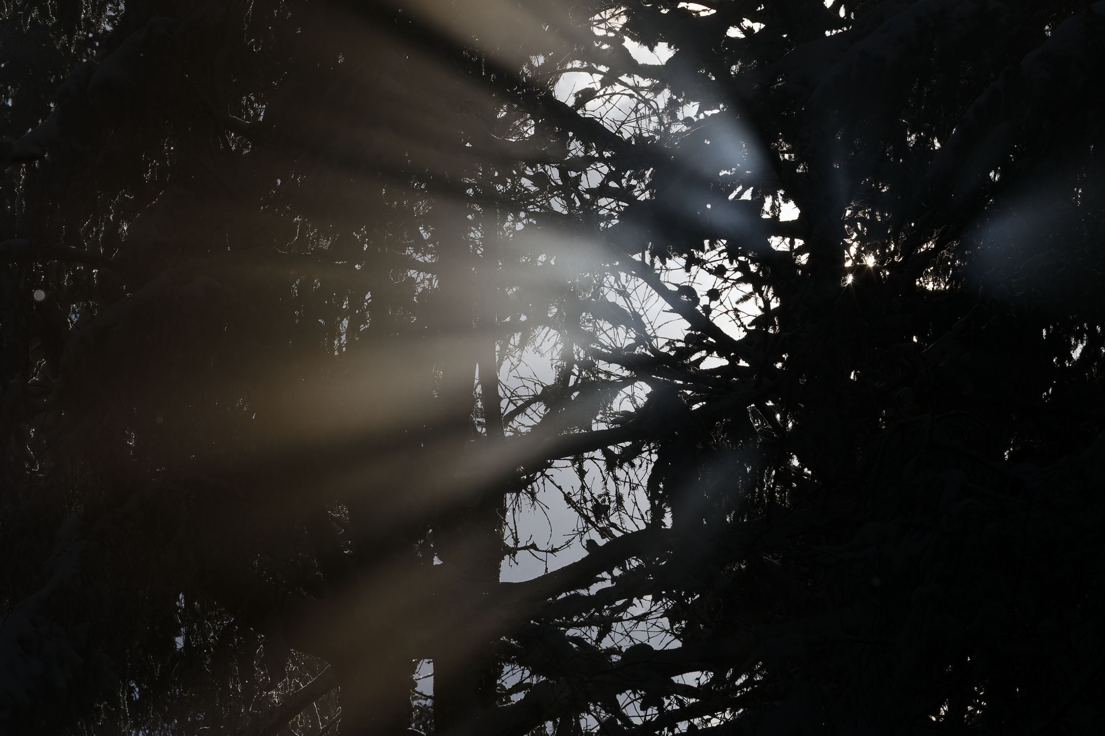 photo : salve de lumière perçant les ténèbres de la forêt, Vosges
