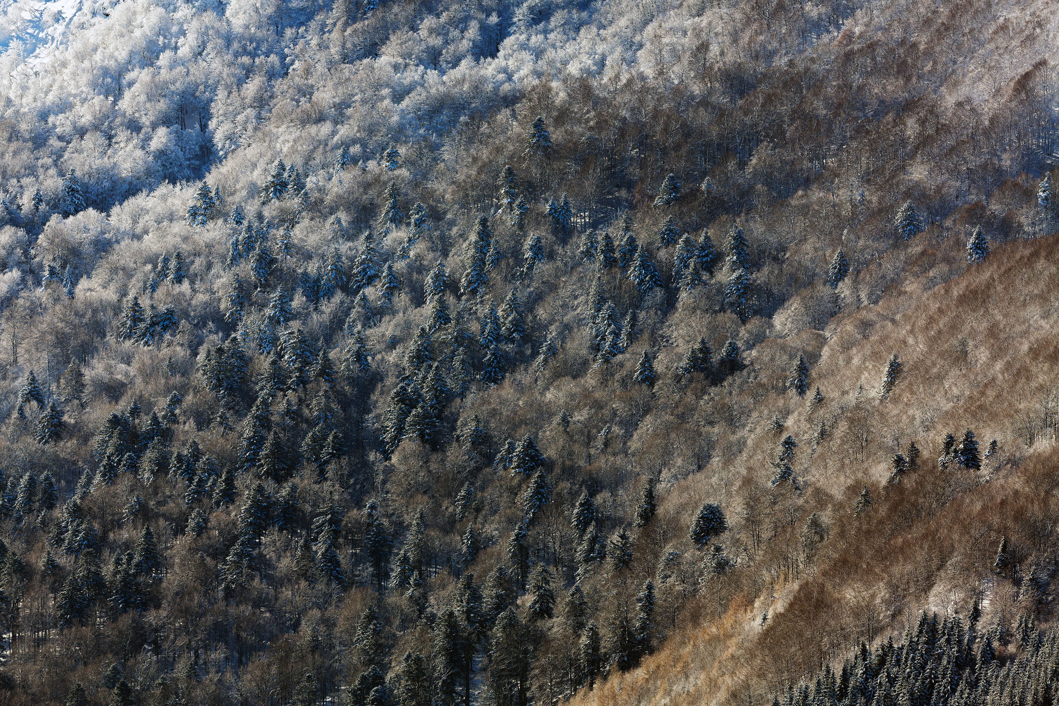 photo : vue sur la forêt depuis le s hauteurs du Kastelberg en hiver, Vosges