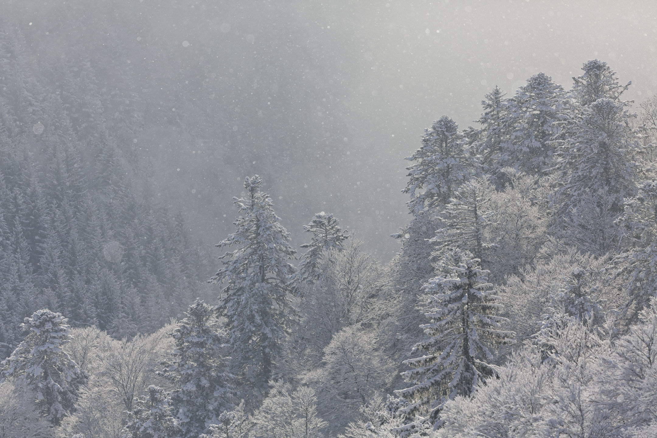 photo : neige cendrée,sur les Hautes Vosges