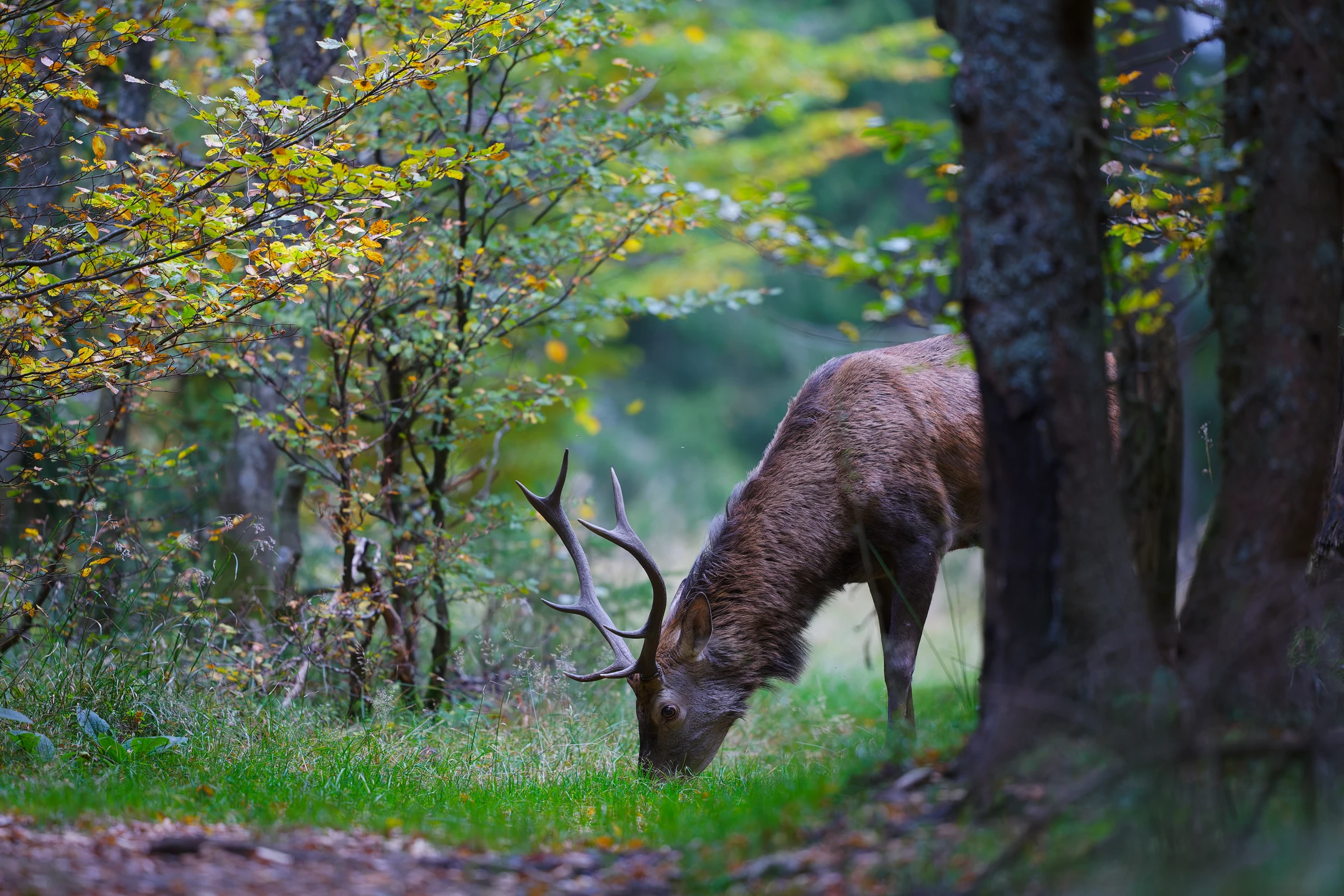 Photo : Cerf élaphe (Cervus elaphus).