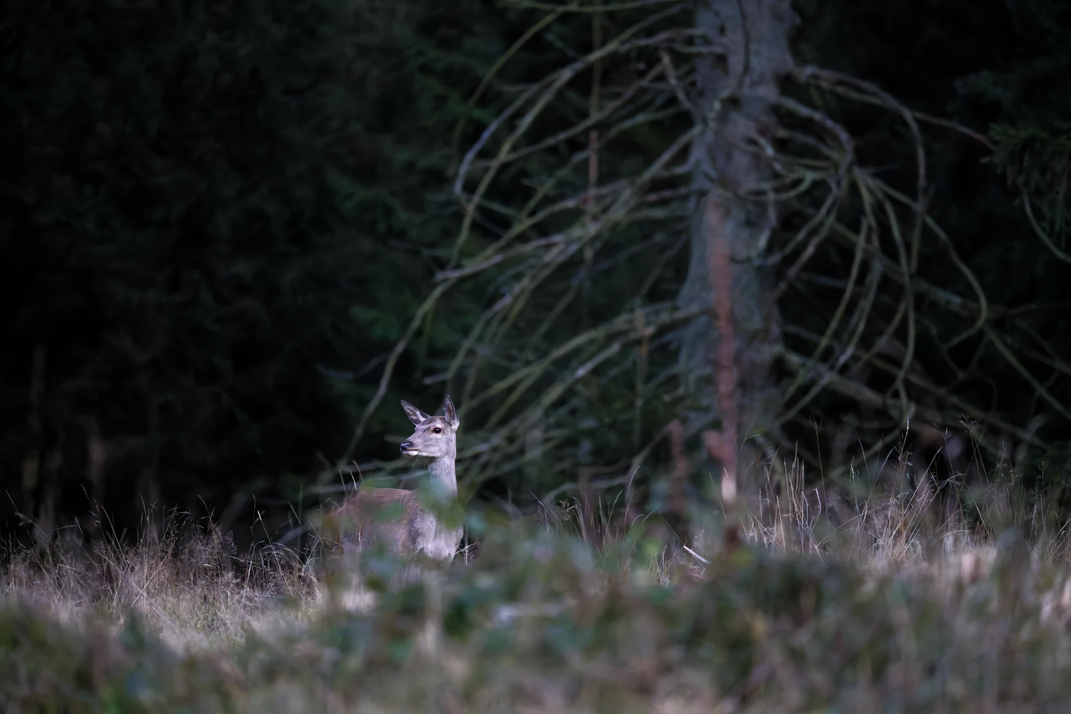 Photo : Cerf élaphe (Cervus elaphus).