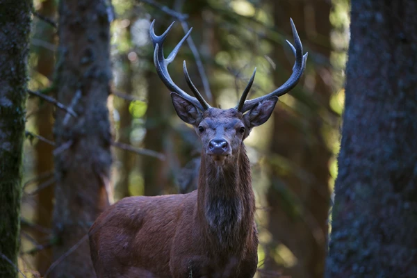 Photo : Cerf élaphe (Cervus elaphus) – France, Vosges.