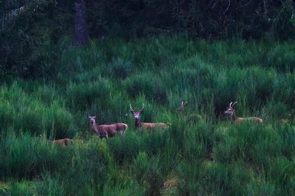Photo : Cerf élaphe (Cervus elaphus) – France, Vosges.