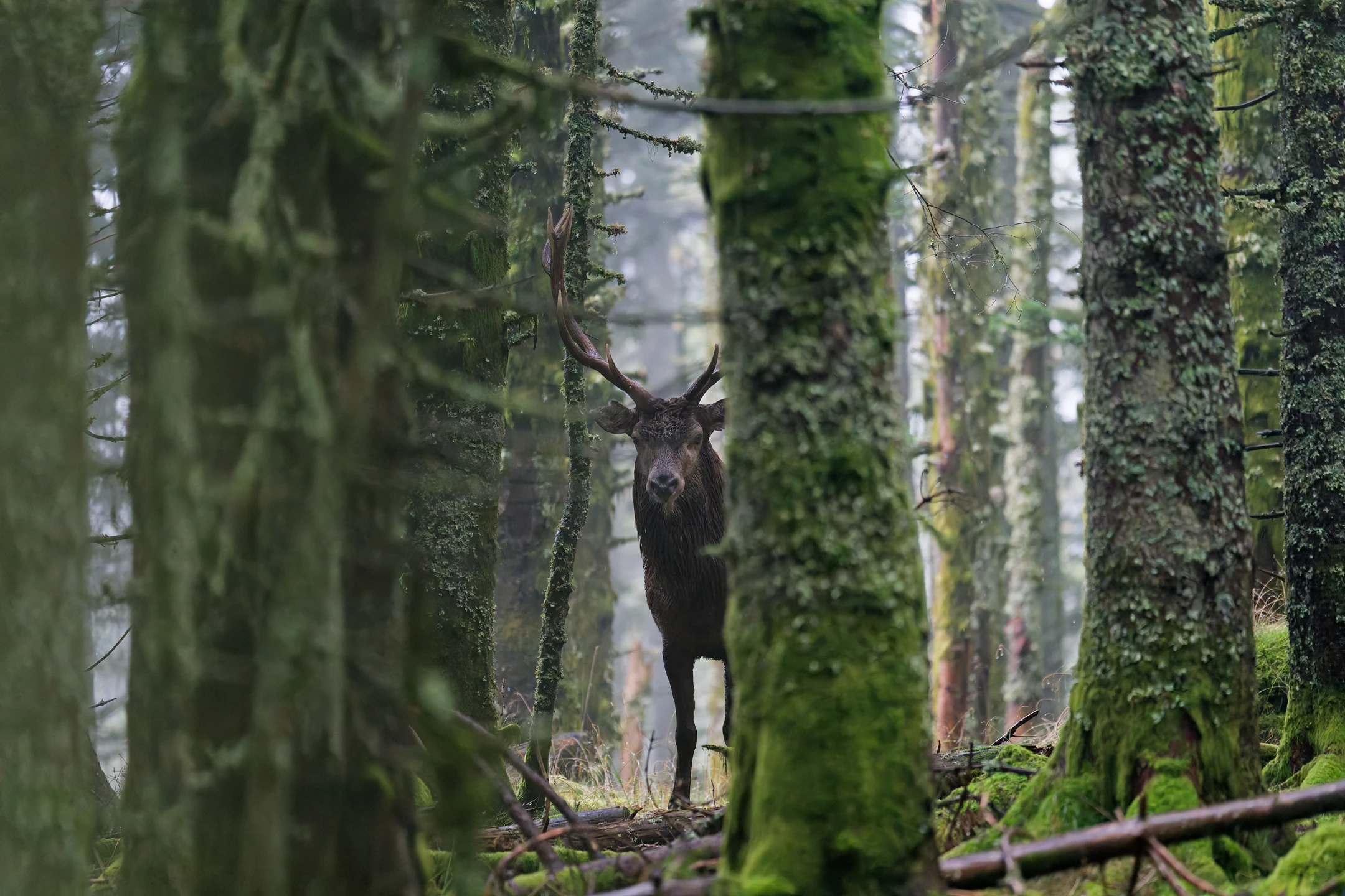 Photo : Cerf élaphe (Cervus elaphus).