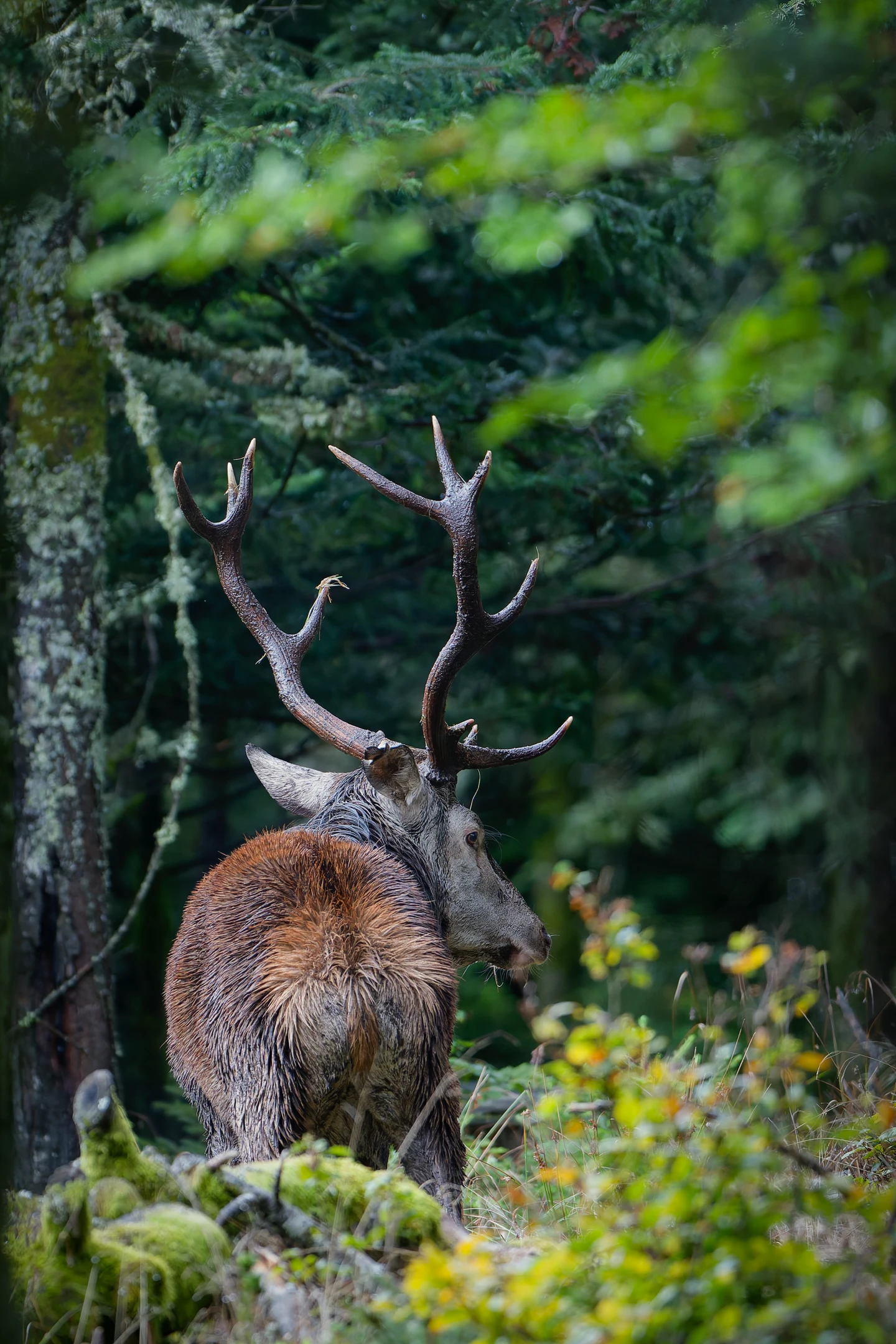 Photo : Cerf élaphe (Cervus elaphus).