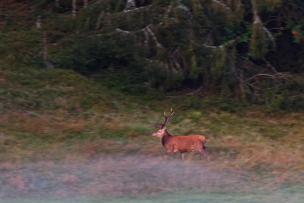 Photo : Cerf élaphe (Cervus elaphus) – France, Vosges.