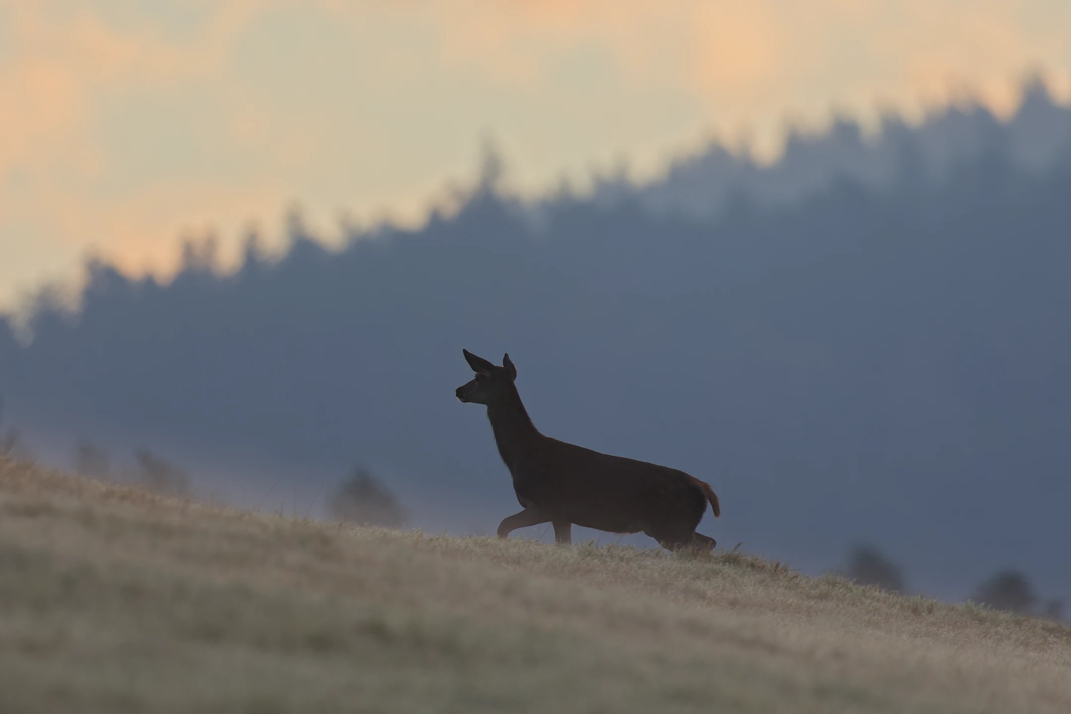 Photo : Cerf élaphe (Cervus elaphus).