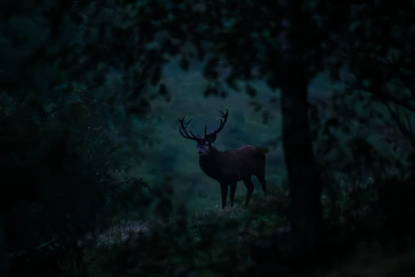 Photo : Cerf élaphe (Cervus elaphus) – France, Vosges.