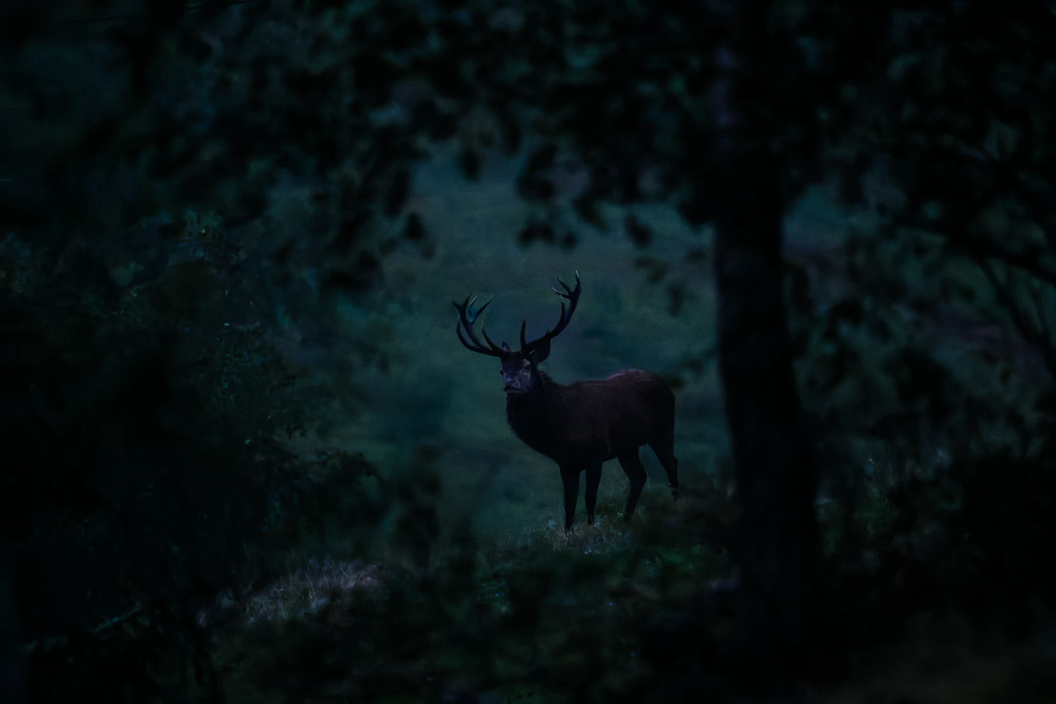 Photo : Cerf élaphe (Cervus elaphus).