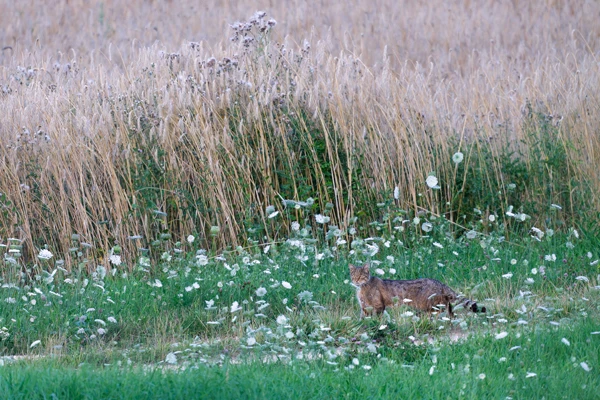 Photo : Chat forestier (Felis silvestris silvestris) – France, Vosges.