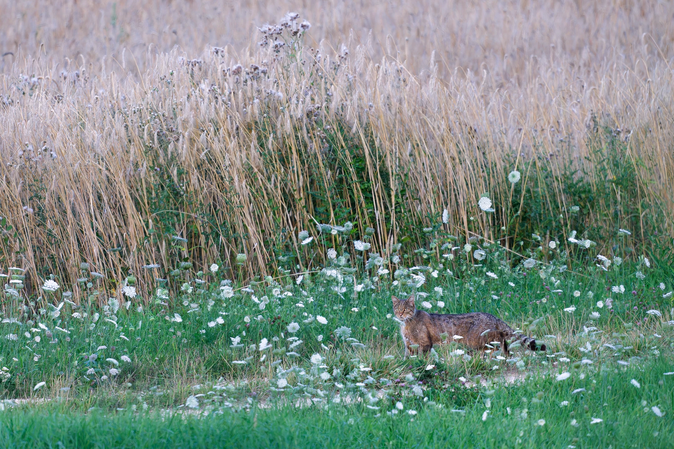 Photo : Chat forestier (Felis silvestris silvestris) – France, Vosges.