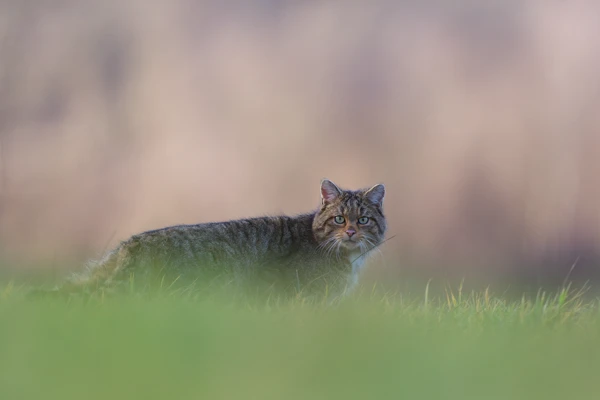 Photo : Chat forestier (Felis silvestris silvestris) – France, Vosges.