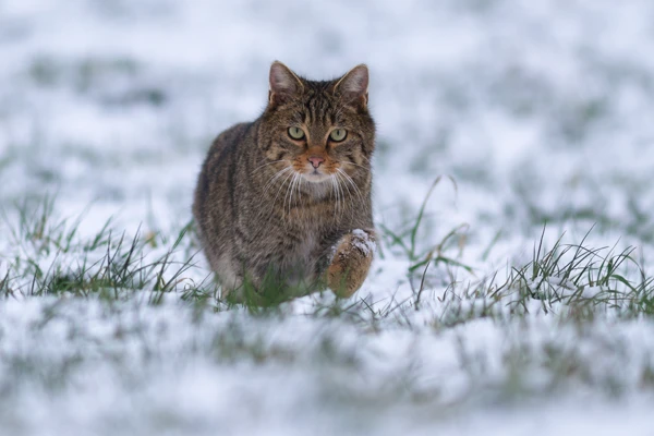 Photo : Chat forestier (Felis silvestris silvestris) – France, Franche-Comté.