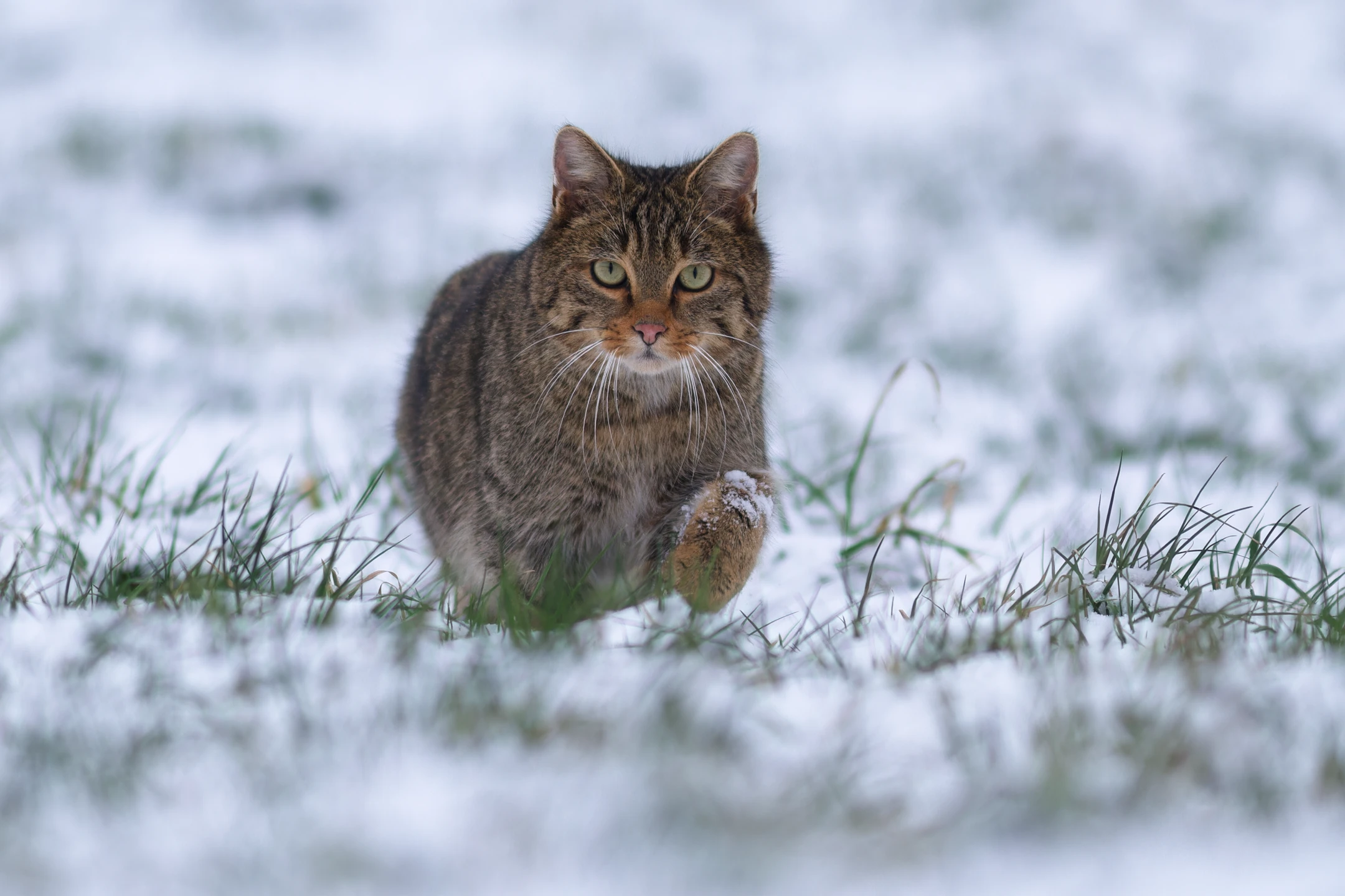 Photo : Chat forestier (Felis silvestris silvestris) – France, Franche-Comté.