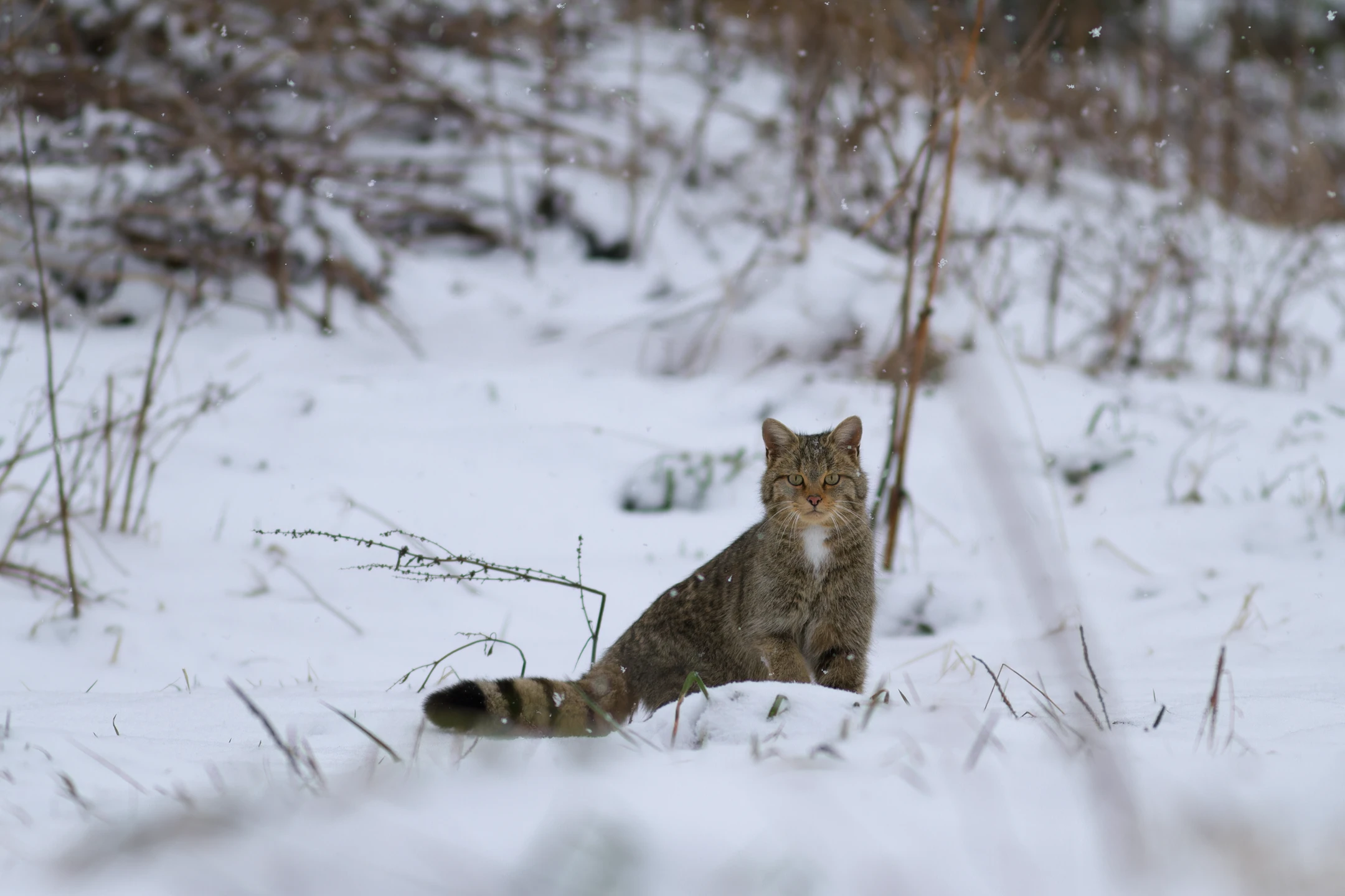 Photo : Chat forestier (Felis silvestris silvestris) – France, Franche-Comté.