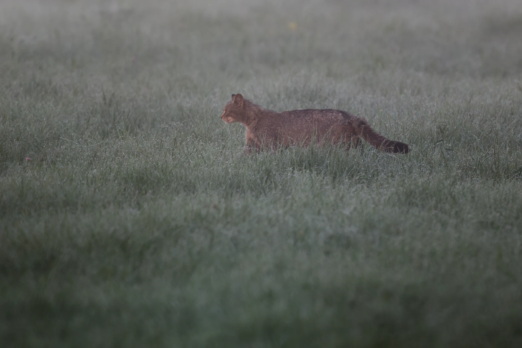 Photo : Chat forestier (Felis silvestris silvestris) – France, Vosges.