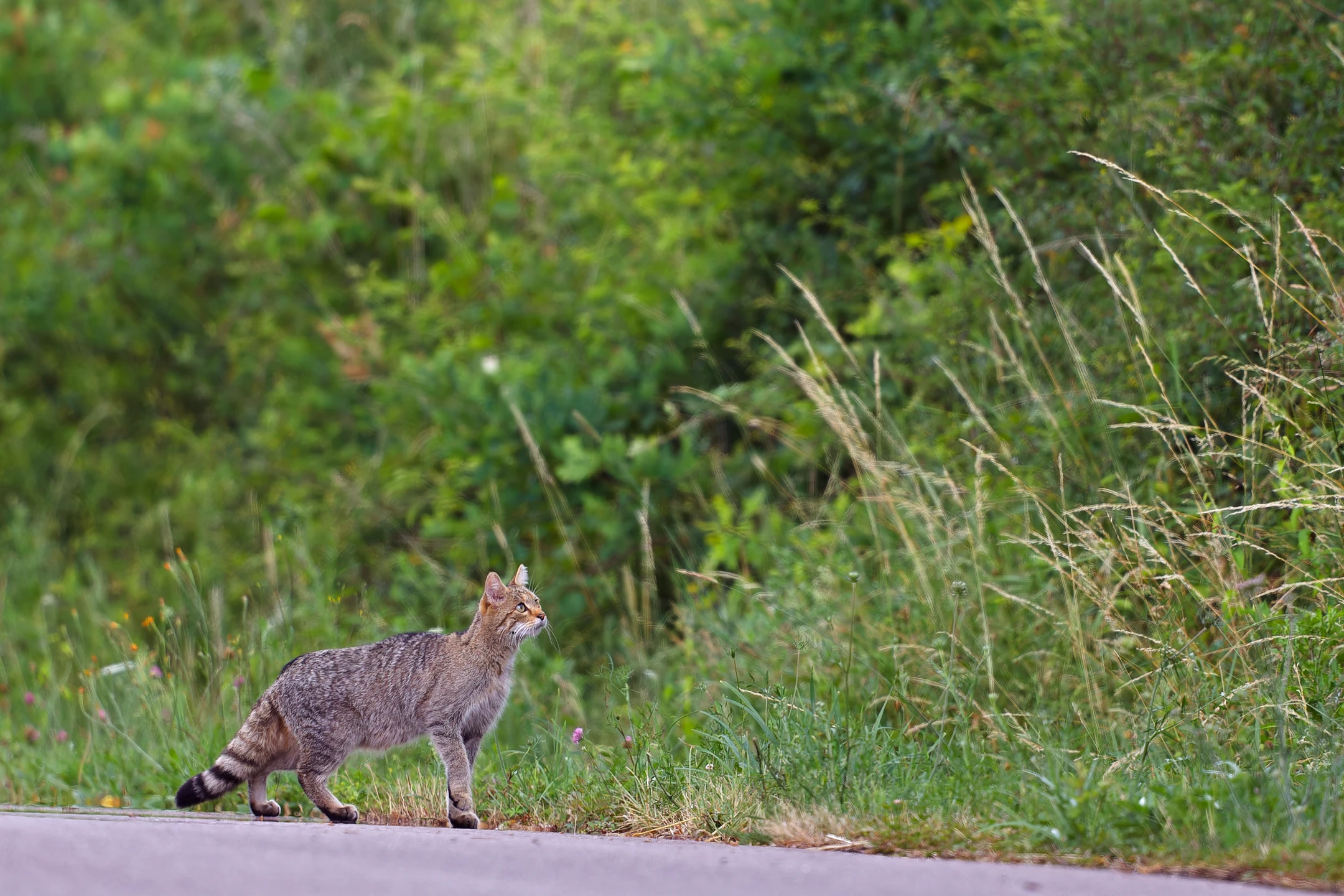 Photo : Chat forestier (Felis silvestris silvestris) – France, Vosges.