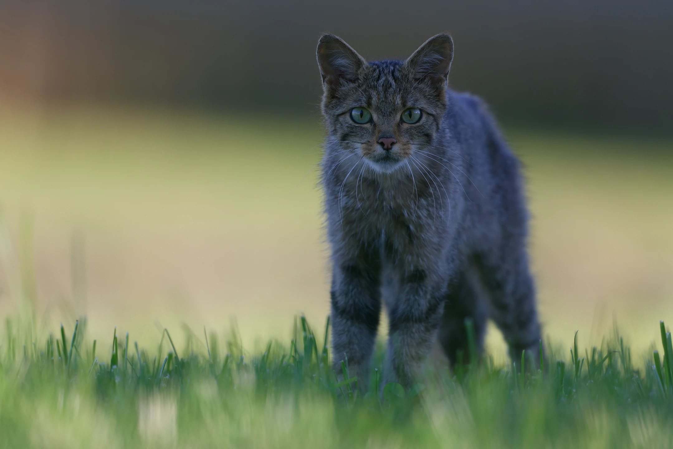 Photo : Chat forestier (Felis silvestris silvestris) – France, Vosges.