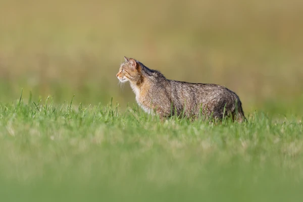 Photo : Chat forestier (Felis silvestris silvestris) – France, Vosges.