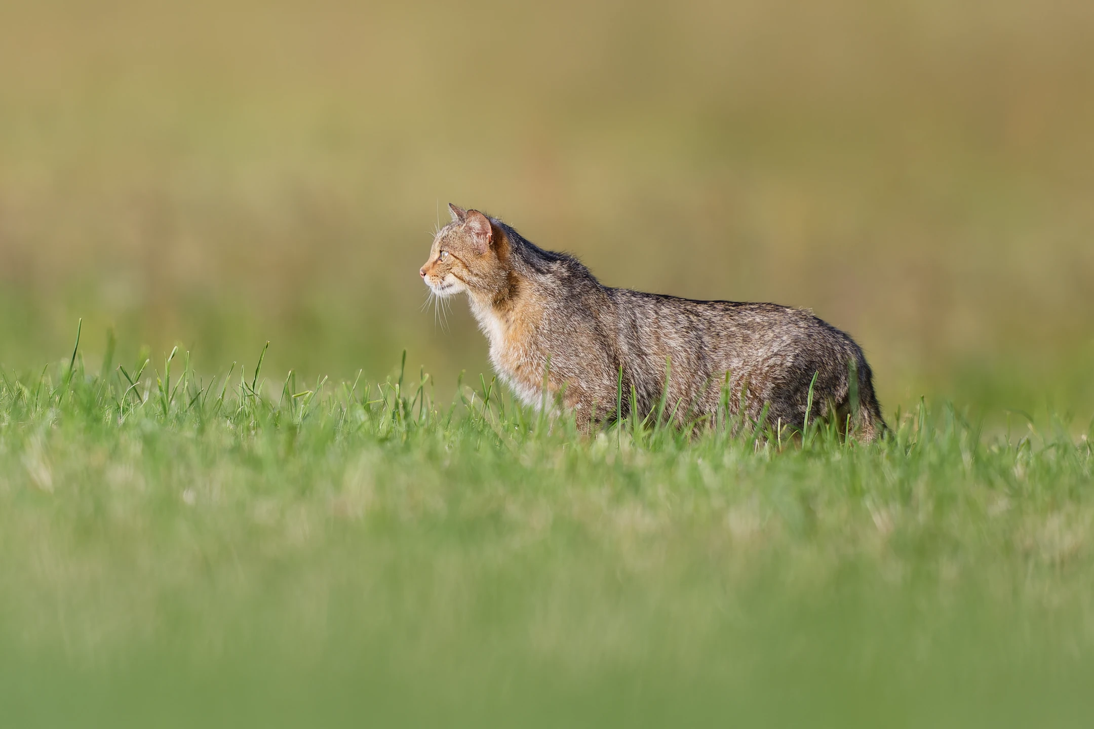 Photo : Chat forestier (Felis silvestris silvestris) – France, Vosges.