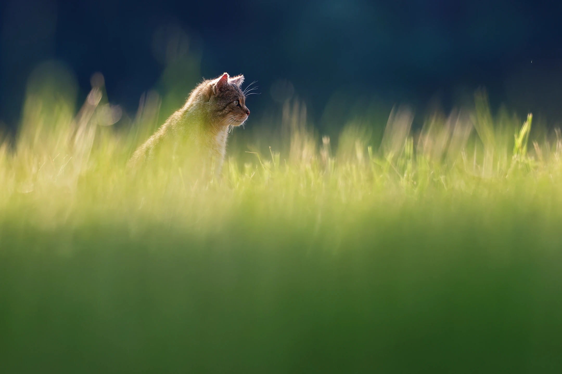 Photo : Chat forestier (Felis silvestris silvestris) – France, Vosges.