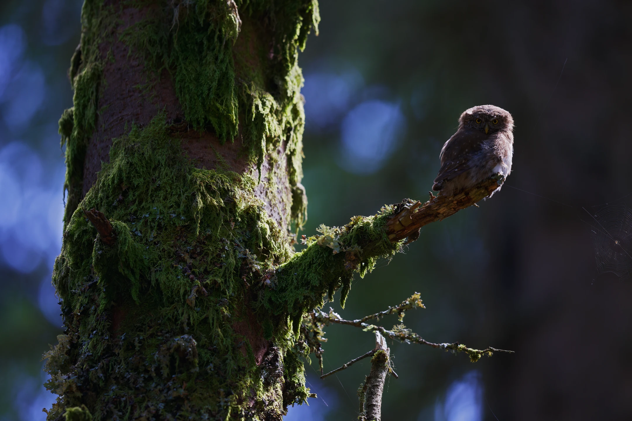 Photo : Chevêchette d'Europe (Glaucidium passerinum) – France, Vosges.