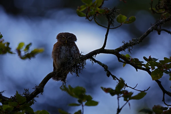 Photo : Chevêchette d'Europe (Glaucidium passerinum) – France, Vosges.