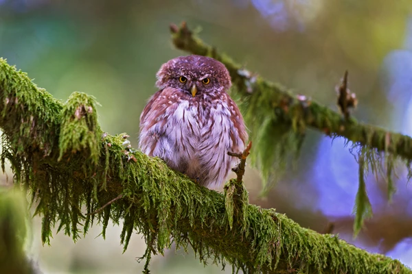 Photo : Chevêchette d'Europe (Glaucidium passerinum) – France, Vosges.