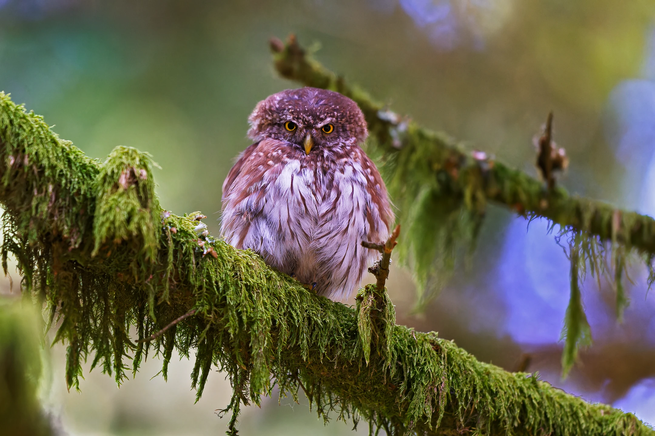 Photo : Chevêchette d'Europe (Glaucidium passerinum) – France, Vosges.