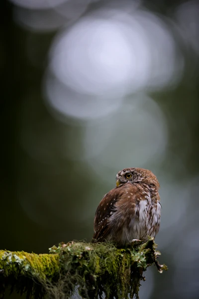 Photo : Chevêchette d'Europe (Glaucidium passerinum) – France, Vosges.