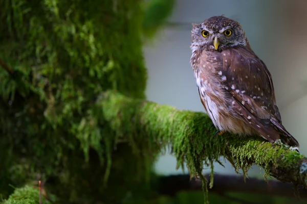 Photo : Chevêchette d'Europe (Glaucidium passerinum) – France, Vosges.