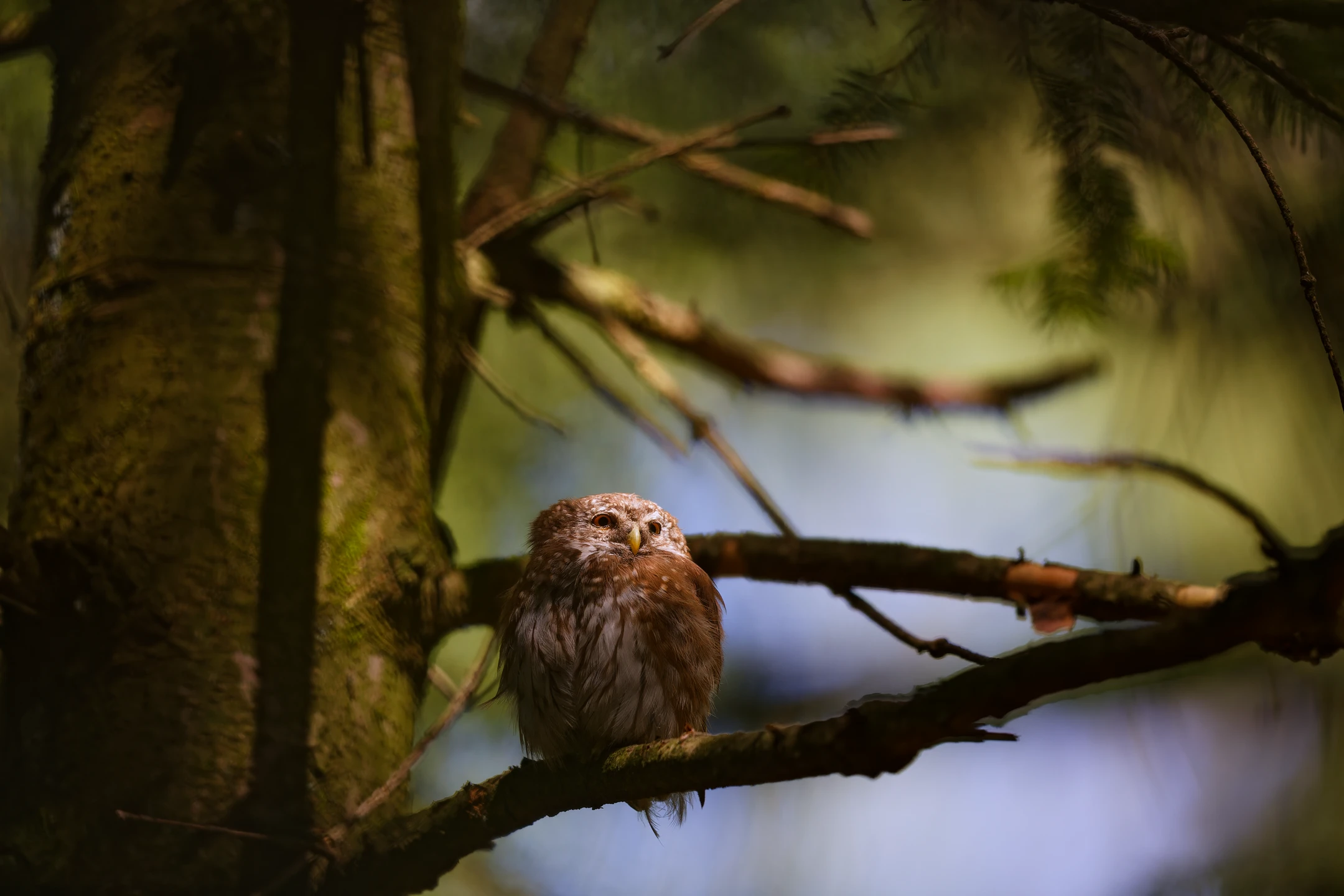 Photo : Chevêchette d'Europe (Glaucidium passerinum) – France, Vosges.