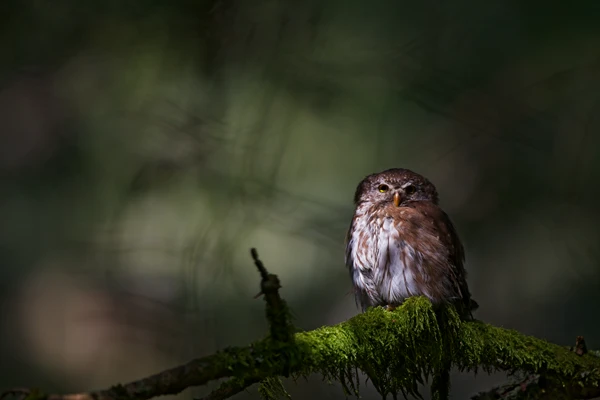 Photo : Chevêchette d'Europe (Glaucidium passerinum) – France, Vosges.