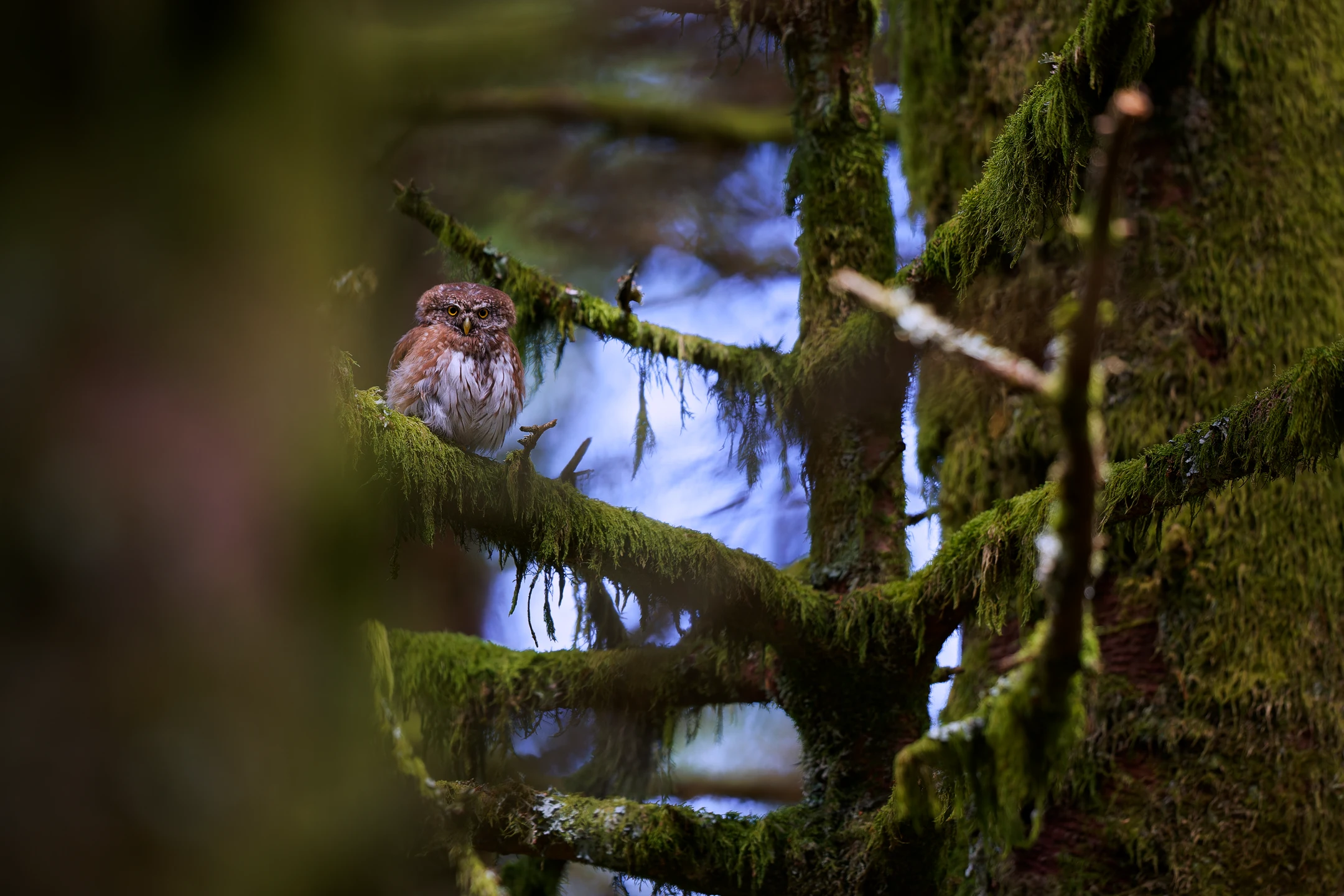 Photo : Chevêchette d'Europe (Glaucidium passerinum) – France, Vosges.
