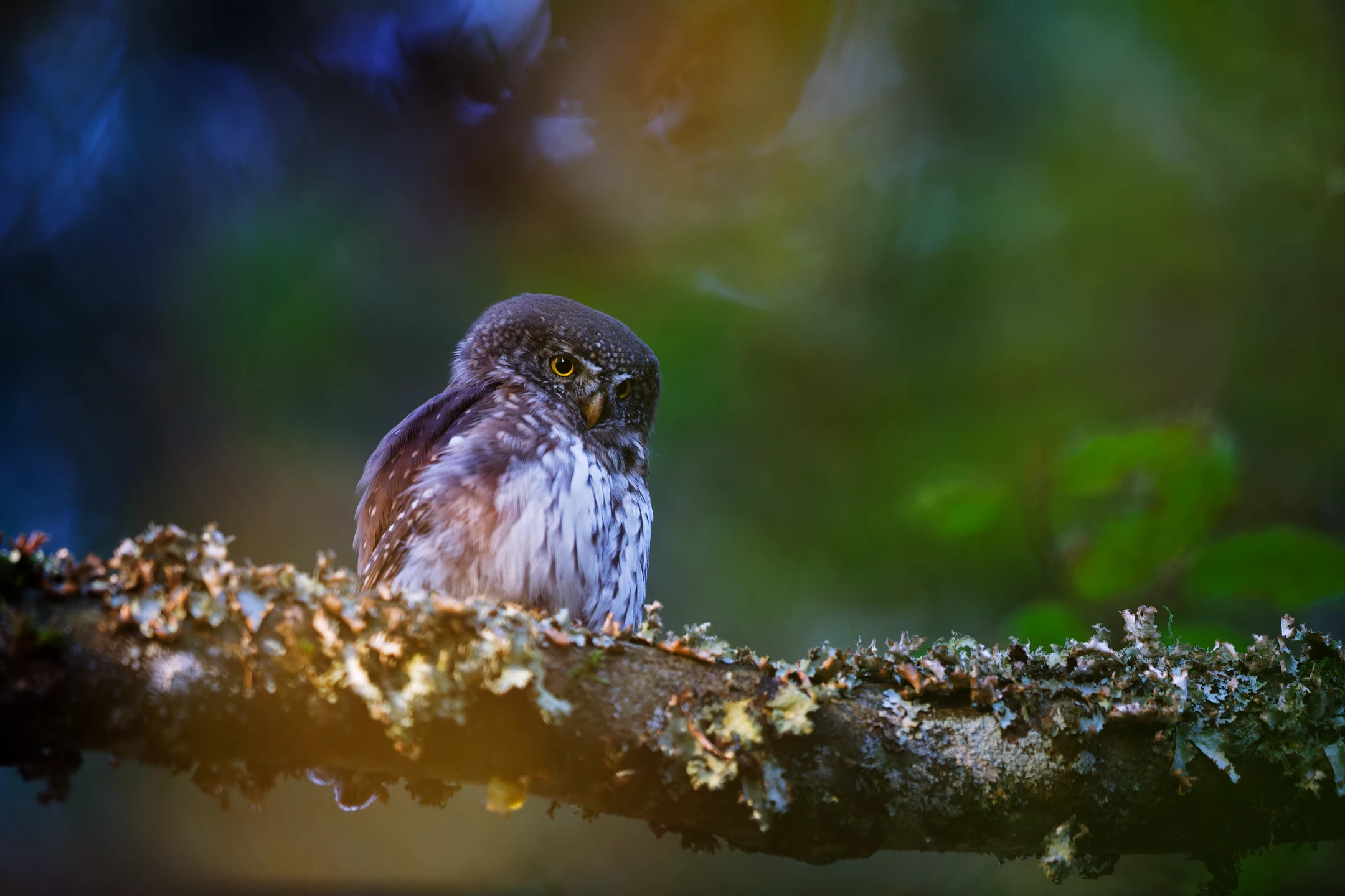 Photo : Chevêchette d'Europe (Glaucidium passerinum) – France, Vosges.