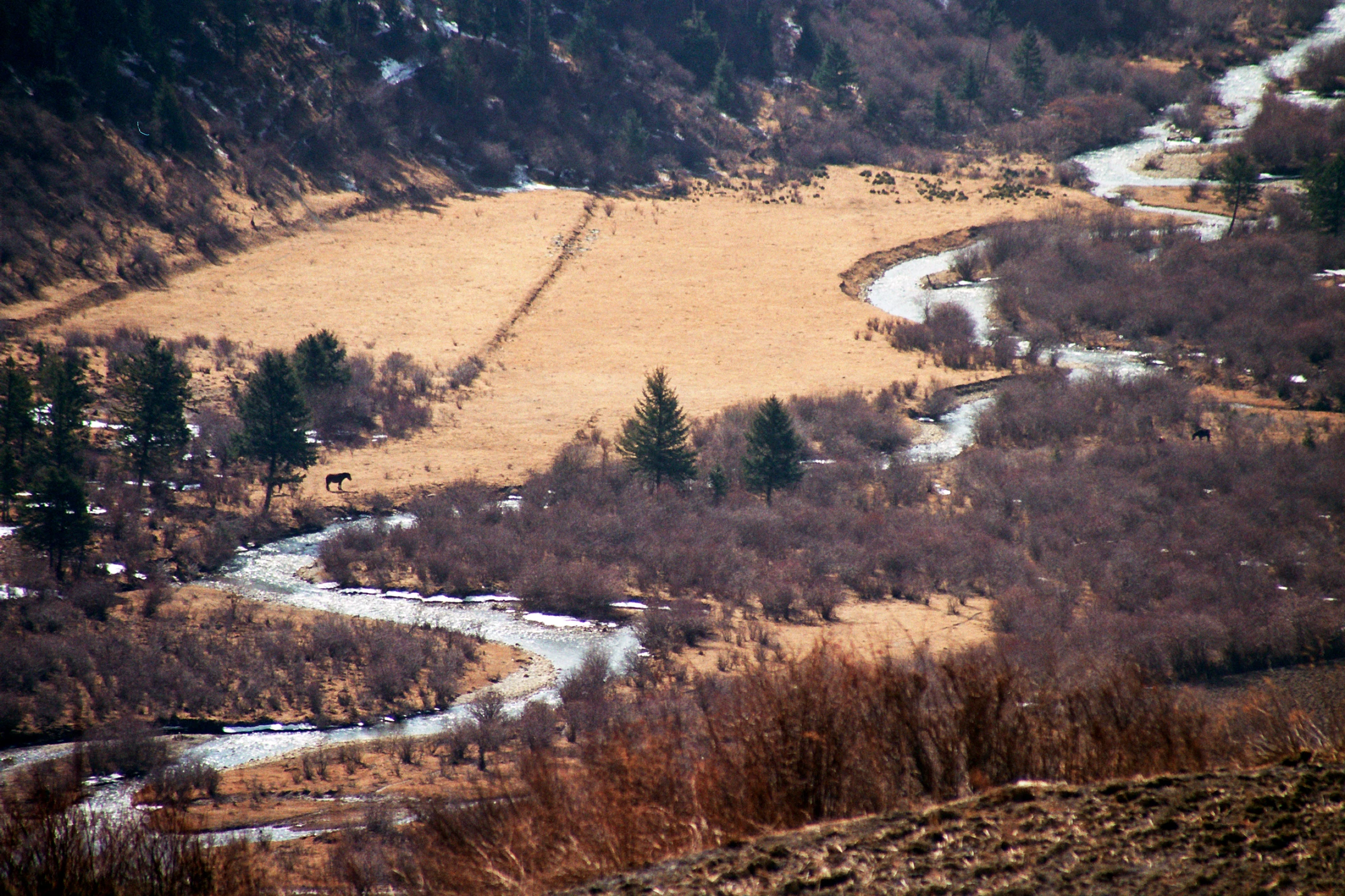 Photo : Cheval au repos à la rivière dans une vallée du Parc Naturel National de Jiuzhaigou, Sichuan, Chine.