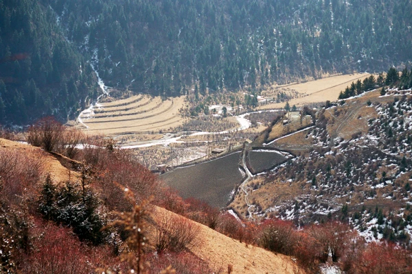Photo : Rizière en terrasse du Parc Naturel National de Jiuzhaigou, Sichuan, Chine.