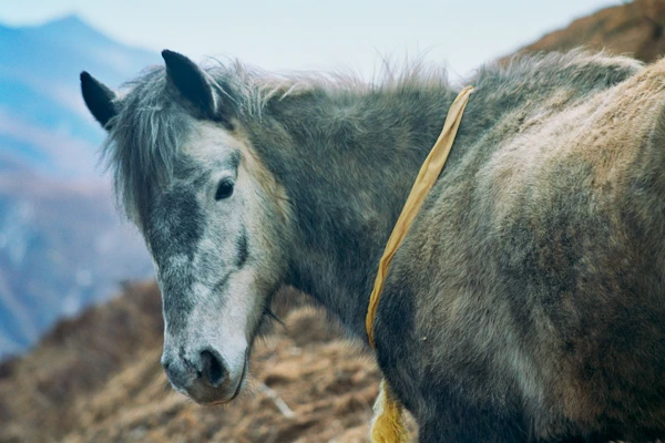 Photo : Portrait de cheval, Sichuan, Chine.