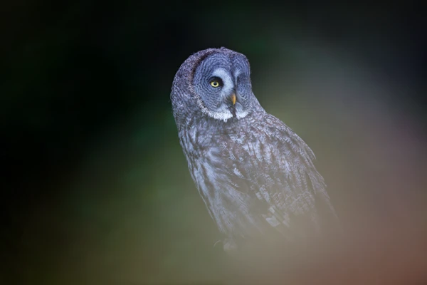 Photo : Chouette lapone (Strix nebulosa).