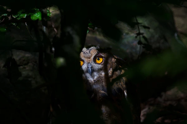 Photo : Grad-duc d'Europe (Bubo bubo).