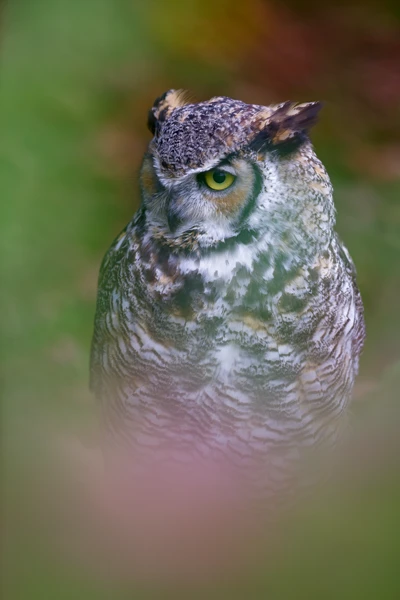 Photo : Grand-duc de Virginie (Bubo virginianus).