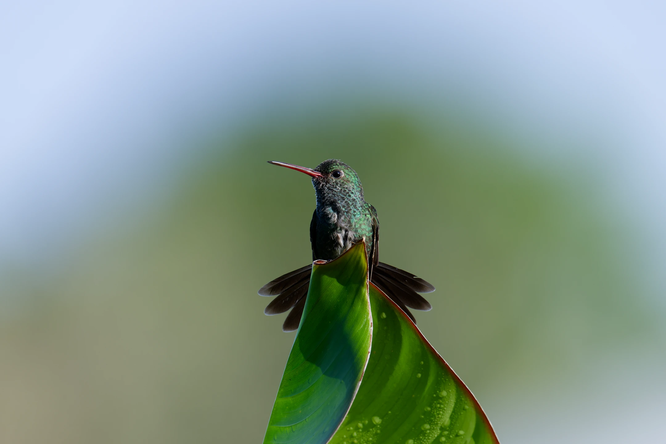 Photo : Ariane de Linné (Chionomesa fimbriata), la queue en éventail, perchée sur une feuille de bananier, Guyane.