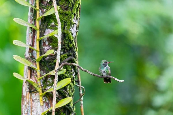 Photo : Ariane de Linné (Chionomesa fimbriata) perchée sur une branche.