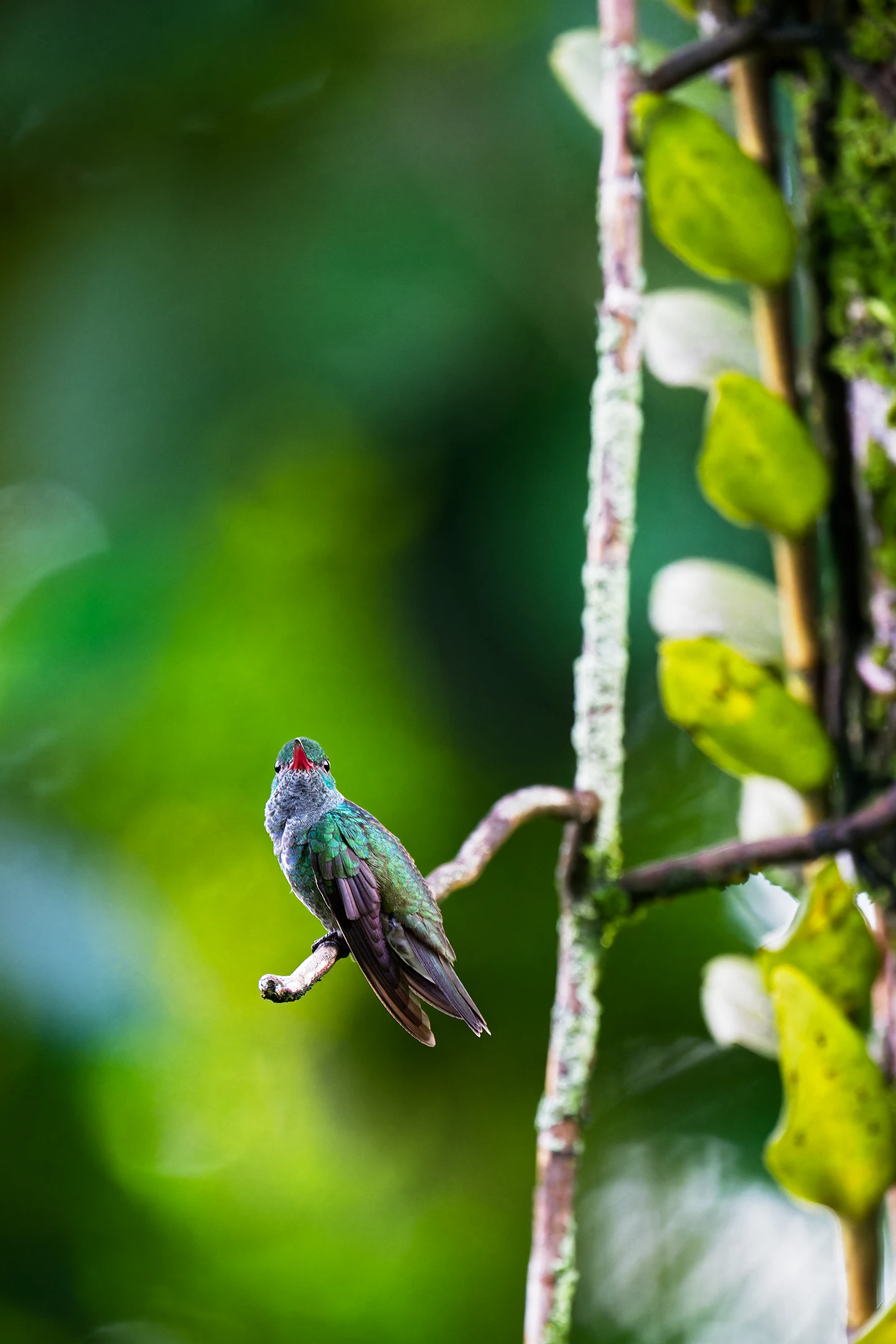 Photo : Ariane de Linné (Chionomesa fimbriata) perchée, regardant le photographe, Guyane.