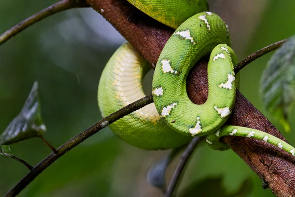 Photo : Boa émeraude (Corallus caninus) enroulé autour d'une branche à la Montagne de Kaw.