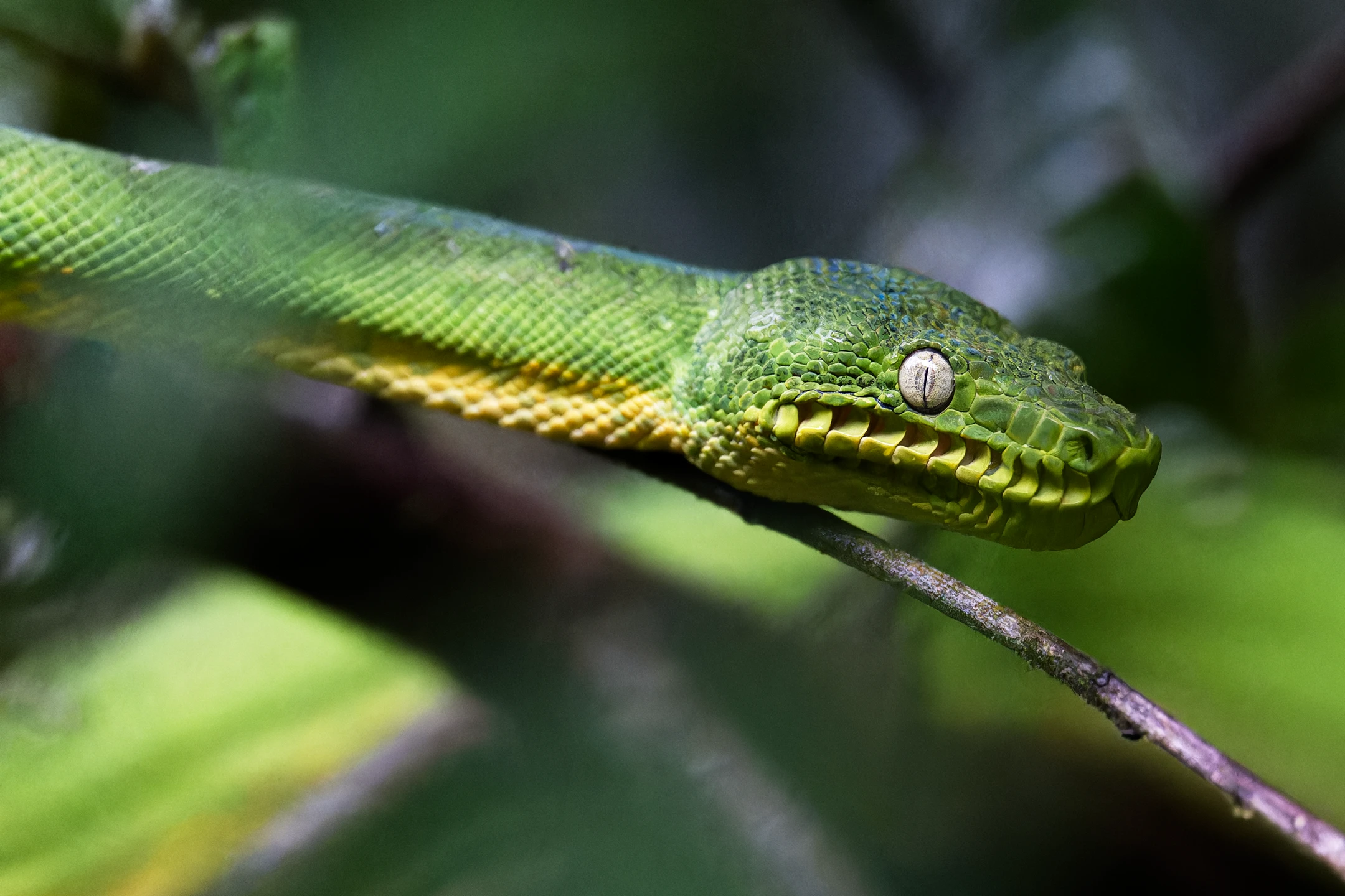 Photo : Portrait de Boa émeraude (Corallus caninus) en forêt de la Montagne de Kaw, Guyane.