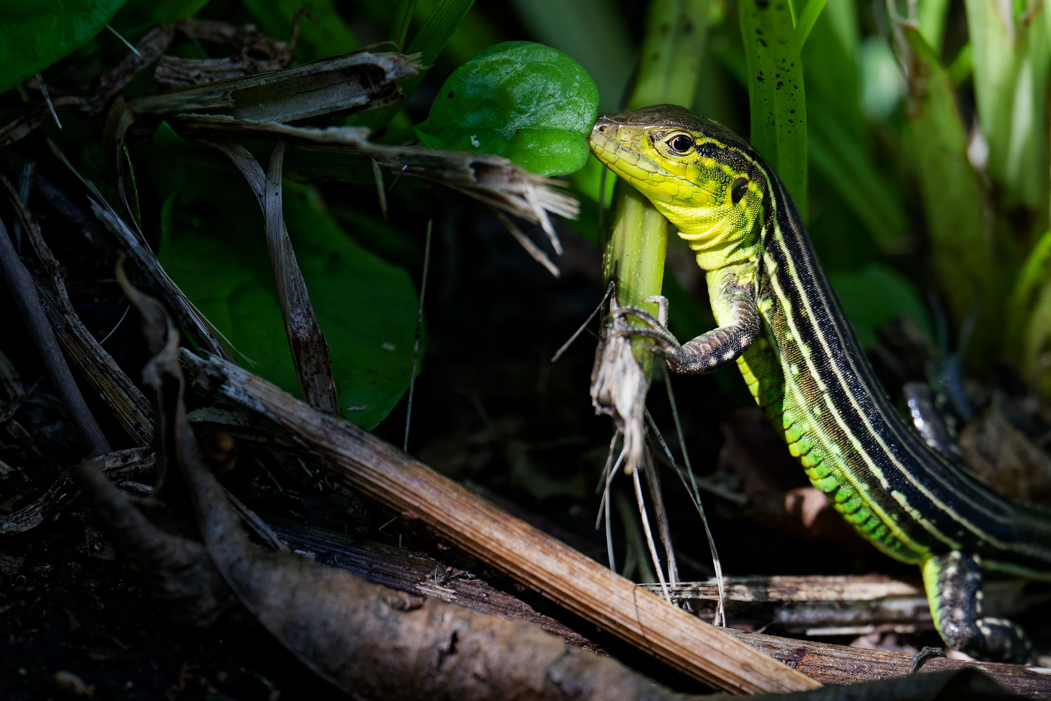 Photo : Lézard coureur incertain (Cnemidophorus cryptus) de l'Île Royale, Guyane.